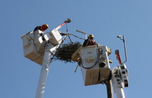 Setting the osprey nest in the new nest box